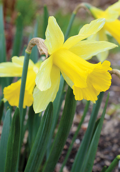 Princeps daffodil heirloom bulbs
