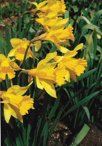 Lent lily, Easter flower daffodil heirloom bulbs