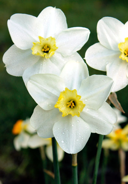 Queen of the North daffodil heirloom bulbs