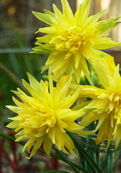 Rip van Winkle daffodil heirloom bulbs