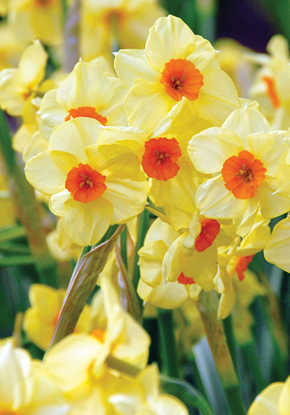 Scarlet Gem daffodil heirloom bulbs