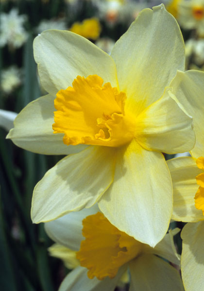 Sir Watkin daffodil heirloom bulbs