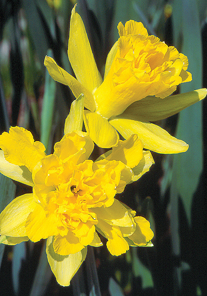 Van Sion daffodil heirloom bulbs