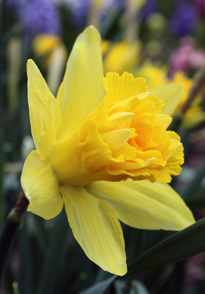 Van Sion daffodil heirloom bulbs