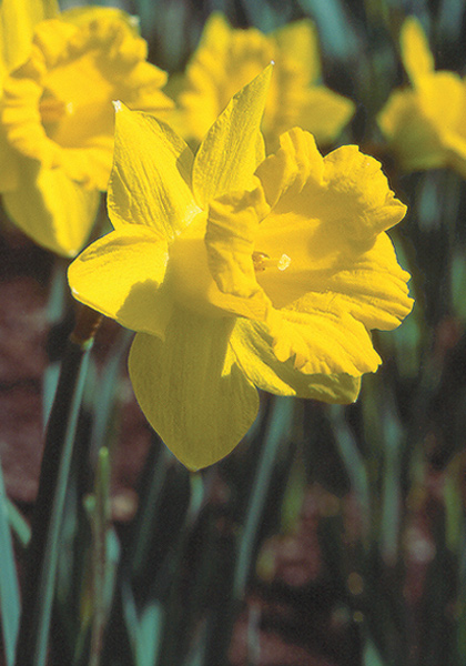 The Tenby  daffodil heirloom bulbs