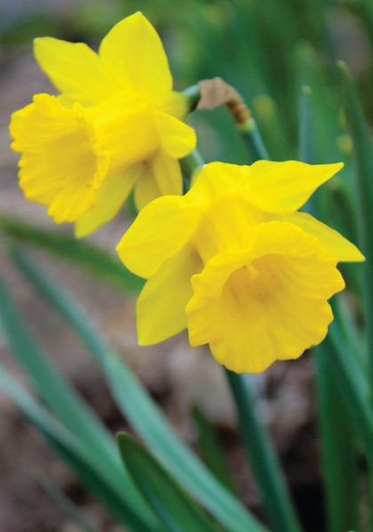 The Tenby  daffodil heirloom bulbs