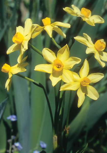 Texas Star daffodil heirloom bulbs