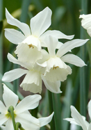 Thalia daffodil