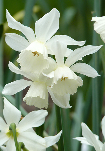 Eternal Spring in Alabama – www.OldHouseGardens.com