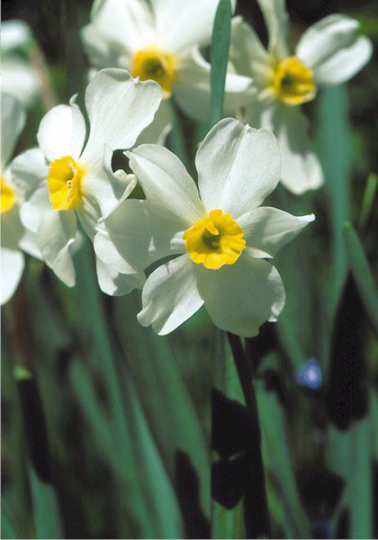Twin Sisters daffodil heirloom bulbs