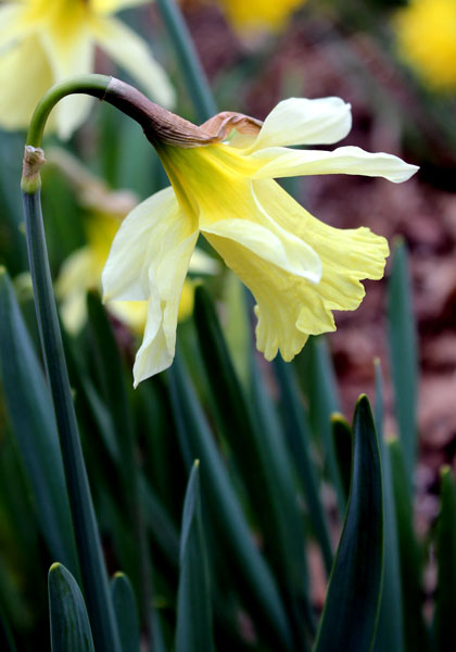 W.P. Milner daffodil heirloom bulbs
