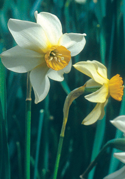 Beryl daffodil heirloom bulbs