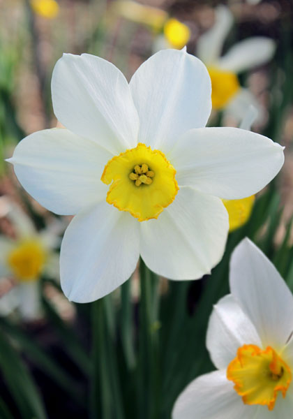 White Lady daffodil heirloom bulbs