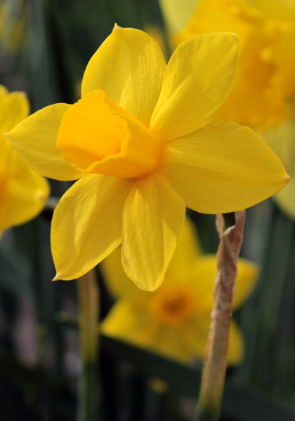 Sweetness daffodil heirloom bulbs