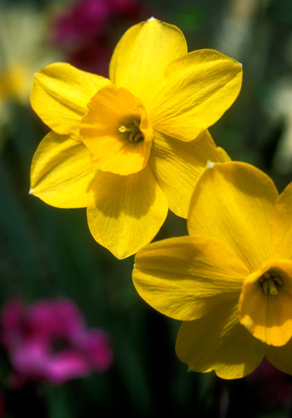 Trevithian daffodil heirloom bulbs