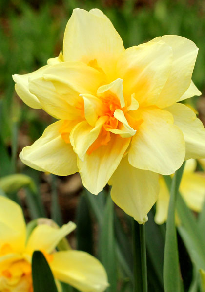 Twink daffodil heirloom bulbs