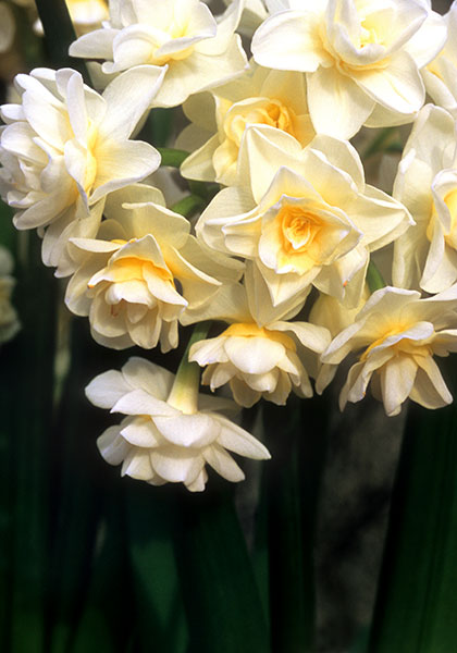 Erlicheer daffodil heirloom bulbs