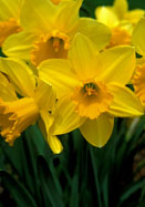 Carlton daffodil