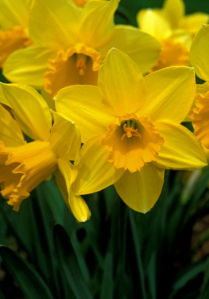 Carlton daffodil heirloom bulbs