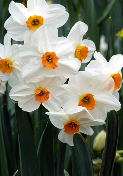 Geranium daffodil heirloom bulbs