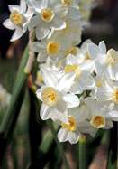 Grand Primo daffodil