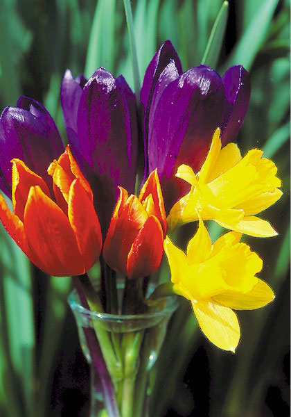 Little Gem daffodil heirloom bulbs