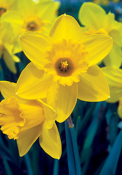 Saint Keverne daffodil heirloom bulbs