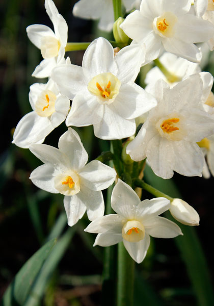 Early Pearl daffodil heirloom bulbs