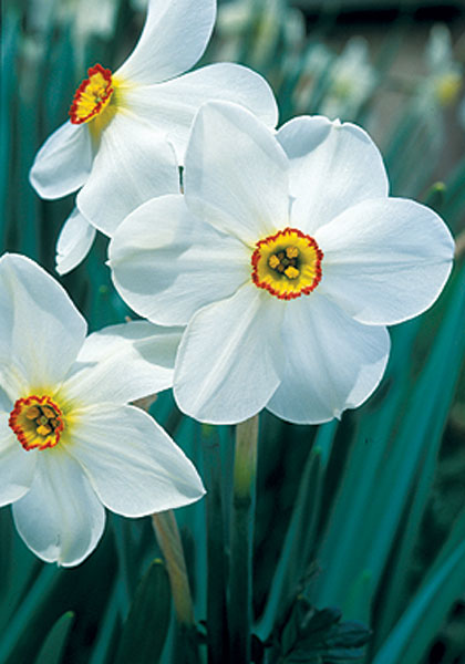 Ornatus daffodil heirloom bulbs