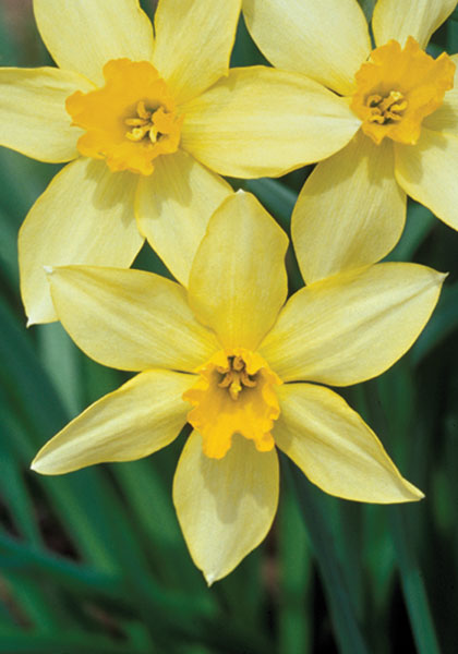 Stella daffodil heirloom bulbs