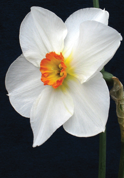 Verger daffodil heirloom bulbs