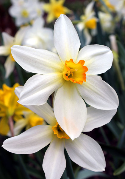 Lucifer daffodil heirloom bulbs