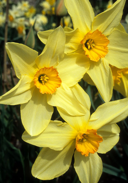 Bath’s Flame daffodil heirloom bulbs
