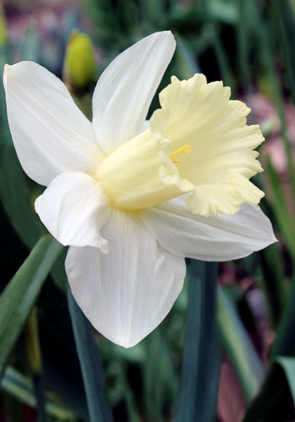 Broughshane daffodil heirloom bulbs