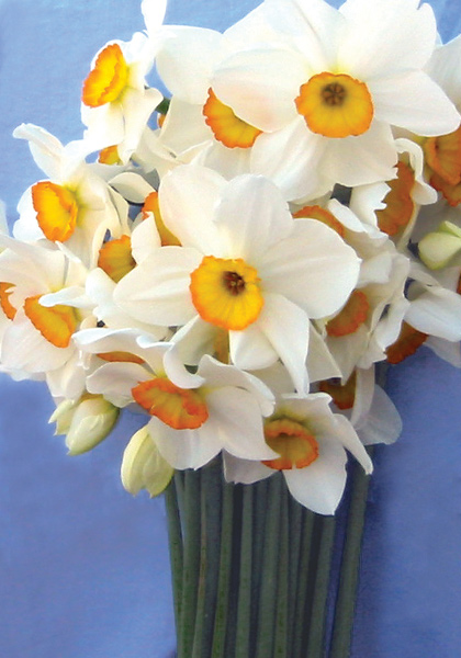 Martha Washington daffodil heirloom bulbs