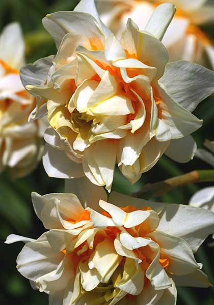 Orange Phoenix, Eggs & Bacon daffodil heirloom bulbs
