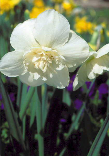 Swansdown daffodil heirloom bulbs