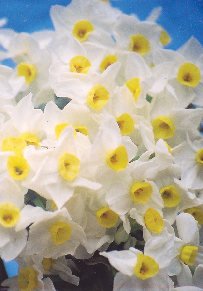Grand Monarque daffodil heirloom bulbs