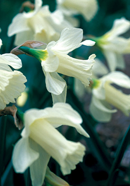 Colleen Bawn daffodil heirloom bulbs