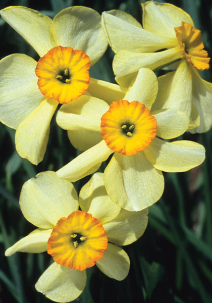 Lintie daffodil heirloom bulbs