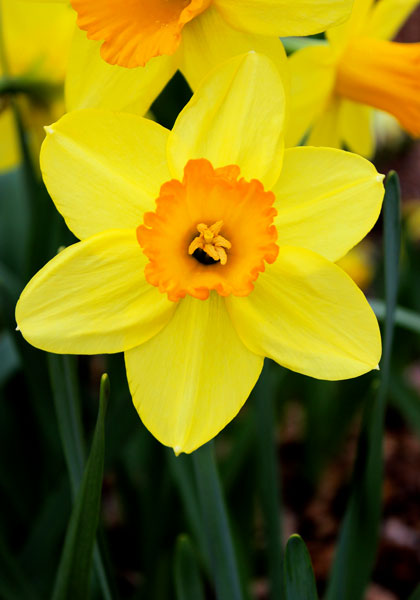 Red Devon daffodil heirloom bulbs