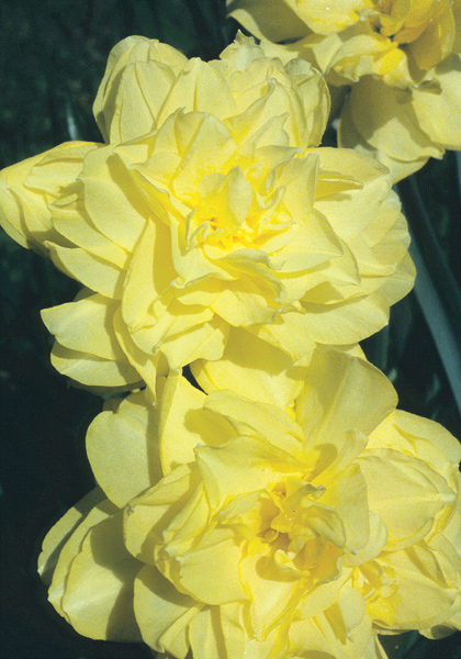 Inglescombe daffodil heirloom bulbs
