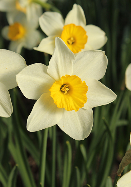 Croesus daffodil heirloom bulbs