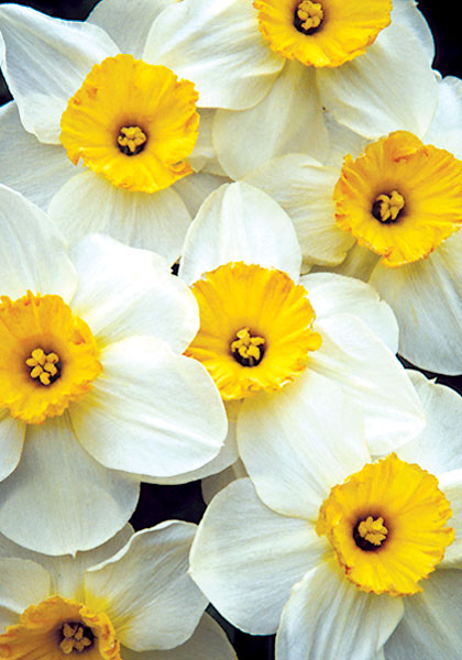 Croesus daffodil heirloom bulbs