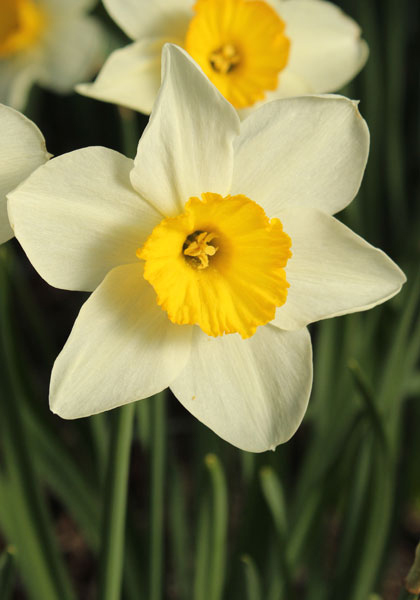 Croesus daffodil heirloom bulbs