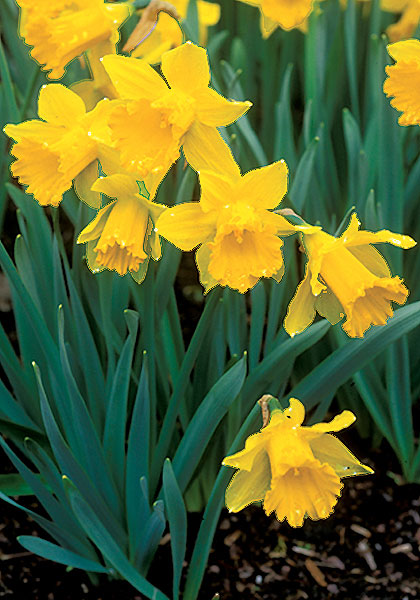 Henry Irving daffodil heirloom bulbs