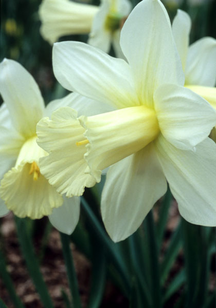 Madame de Graaff daffodil heirloom bulbs