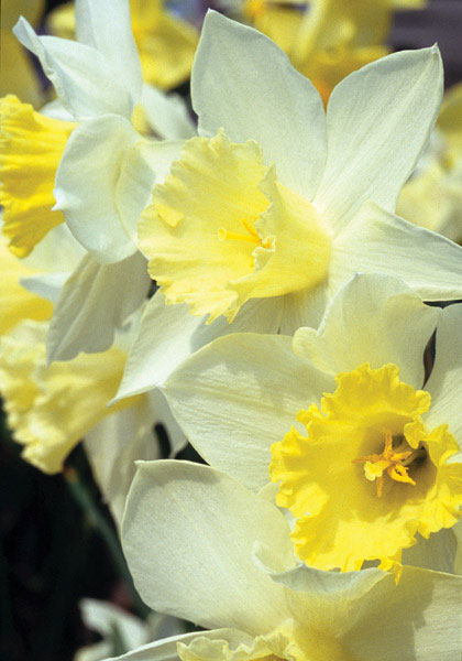 Southern Queen daffodil heirloom bulbs