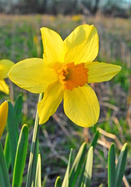 C.J. Backhouse daffodil heirloom bulbs