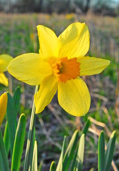 C.J. Backhouse daffodil heirloom bulbs